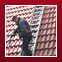 Kaiser Dachservice - Galerie